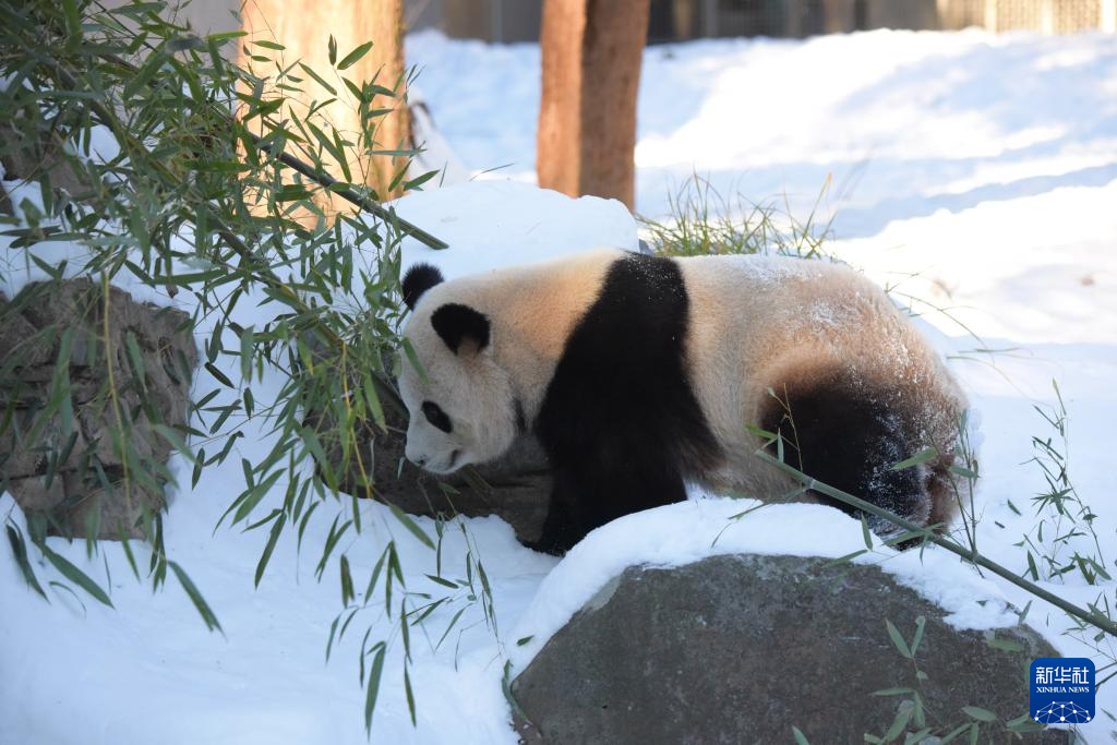 雪中展身手旅美熊猫“显功夫”